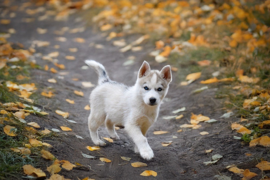 Siberian Southeast - Siberian Husky - Portée née le 14/07/2025