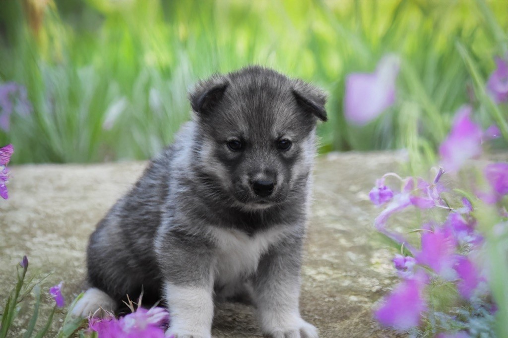 Siberian Southeast - Chiots disponibles - Siberian Husky