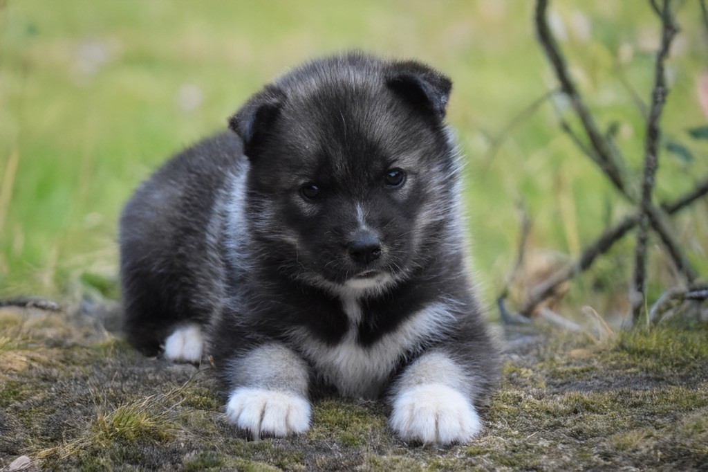 Siberian Southeast - Chiots disponibles - Siberian Husky