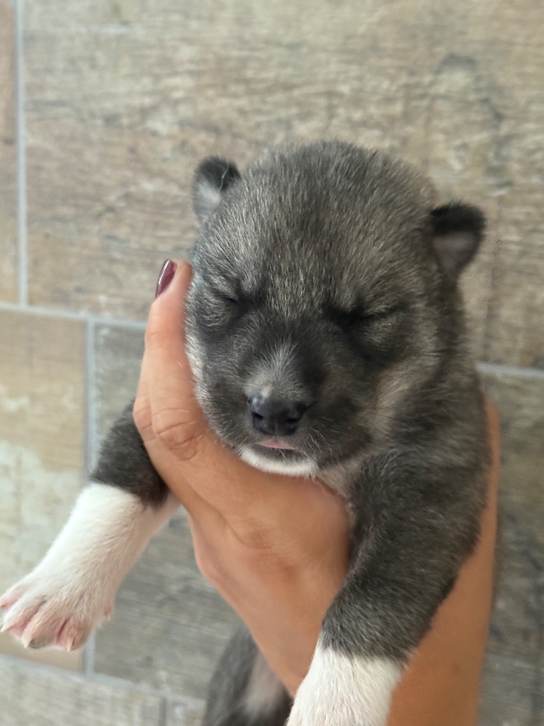 Siberian Southeast - Chiots disponibles - Siberian Husky