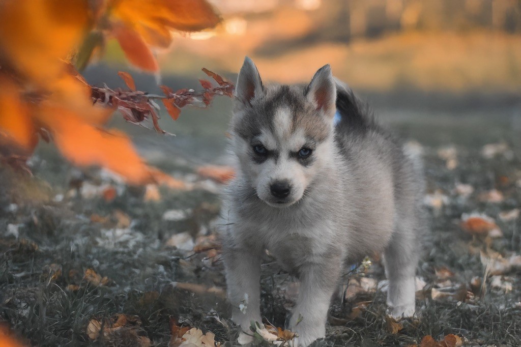 Siberian Southeast - Chiots disponibles - Siberian Husky