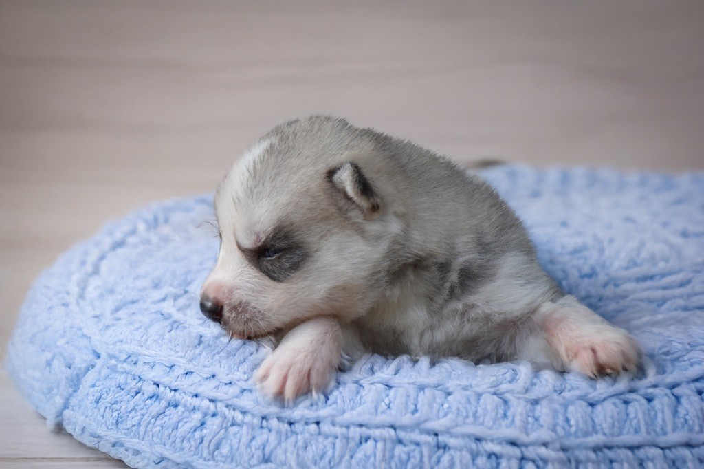Siberian Southeast - Chiots disponibles - Siberian Husky
