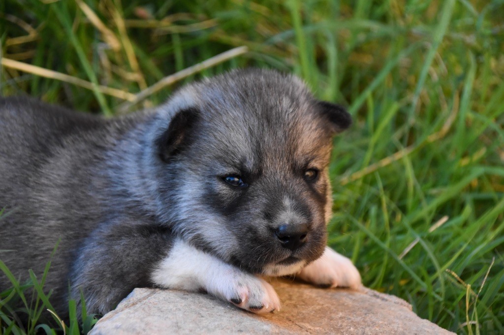 Siberian Southeast - Chiots disponibles - Siberian Husky