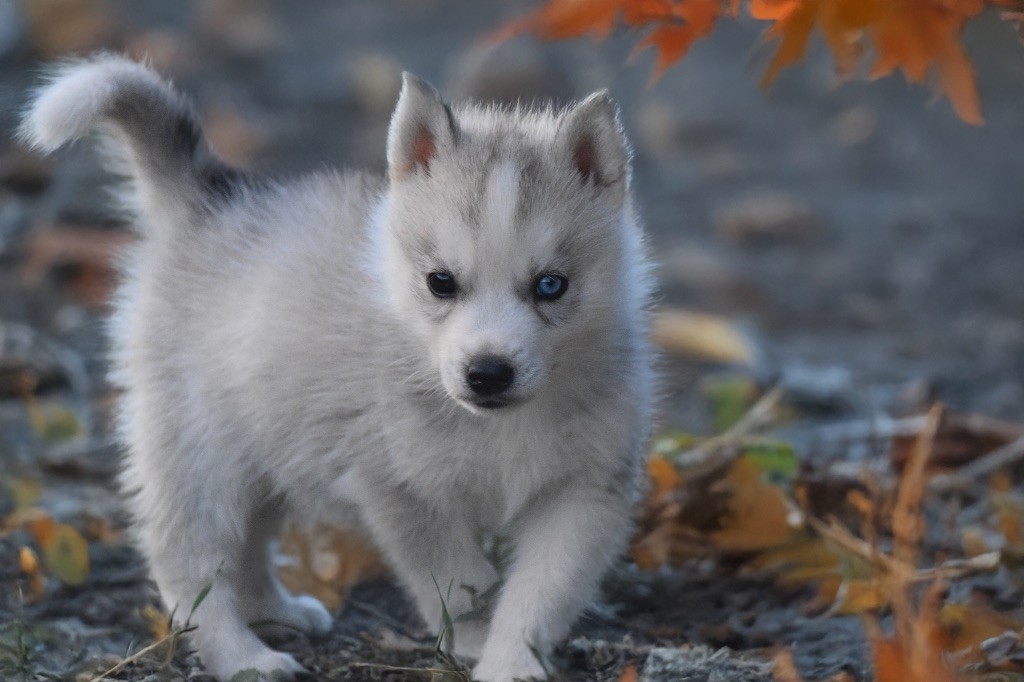 Siberian Southeast - Chiots disponibles - Siberian Husky